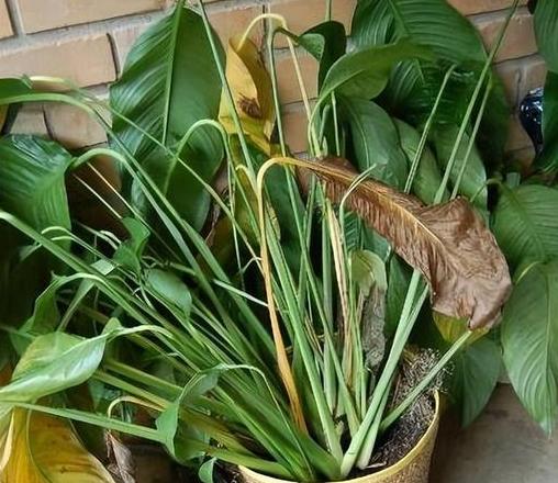 啤酒喷洒花叶频率解析与养护技巧